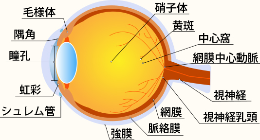 目のトラブル
